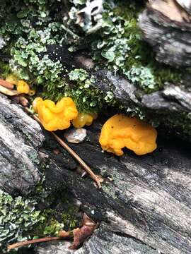 Image of Dacrymyces dictyosporus G. W. Martin 1959