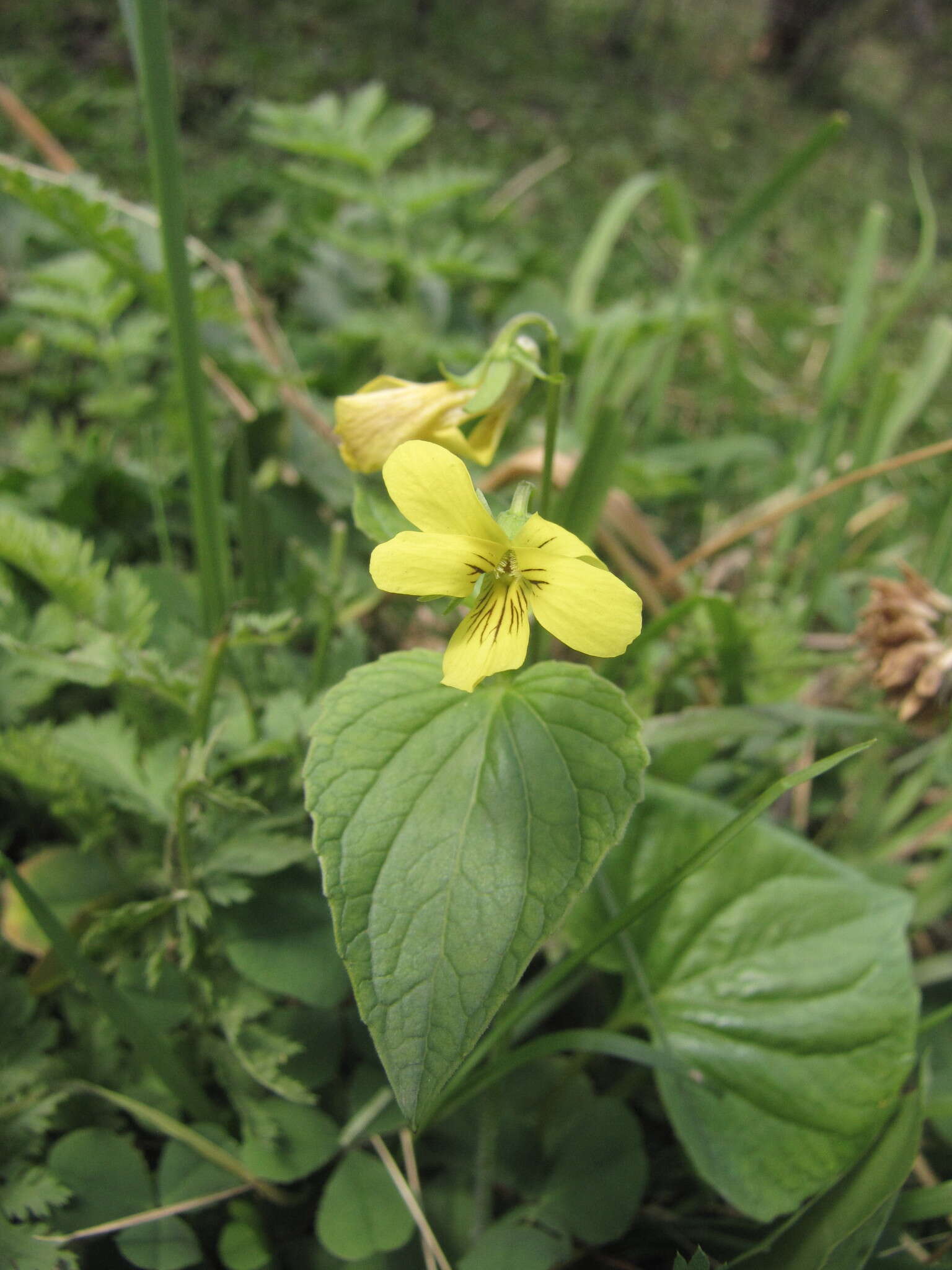 صورة Viola acutifolia (Kar. & Kir.) W. Beck.