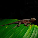 Anolis macrolepis Boulenger 1911的圖片