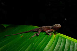 Image of Big-scaled Anole