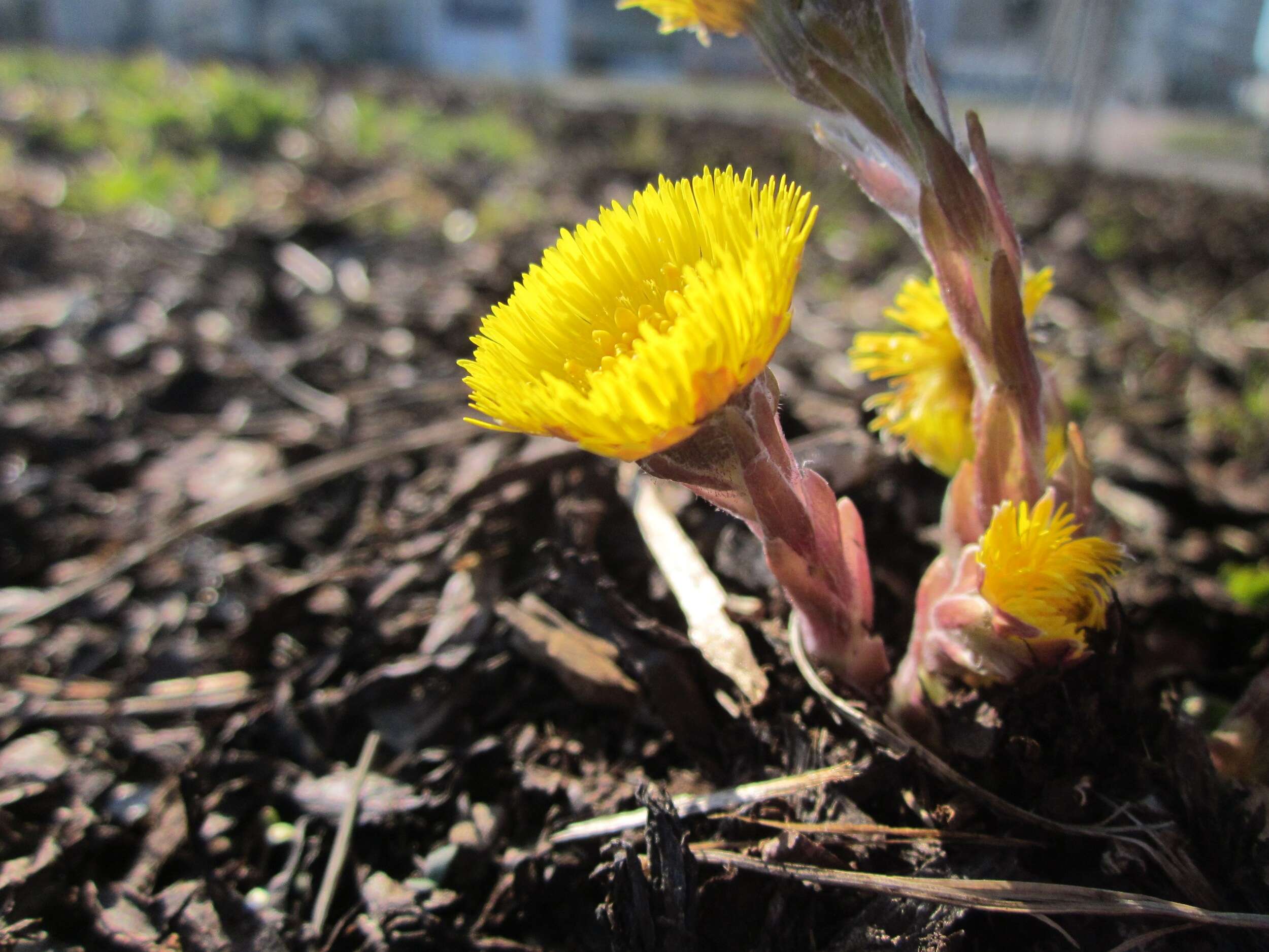 Image of coltsfoot