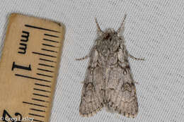 Acronicta tota Grote 1878 resmi