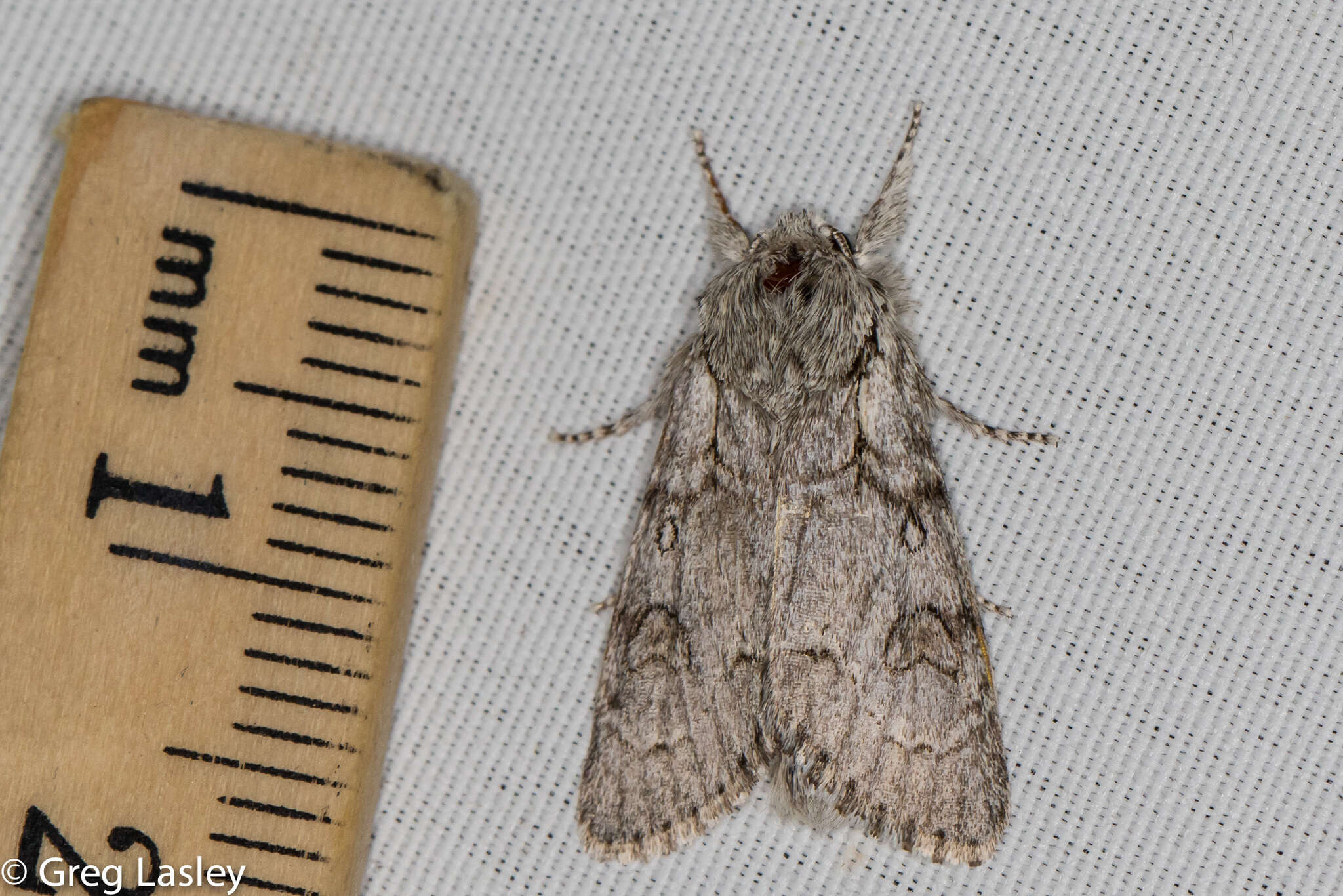 Image of Acronicta tota Grote 1878