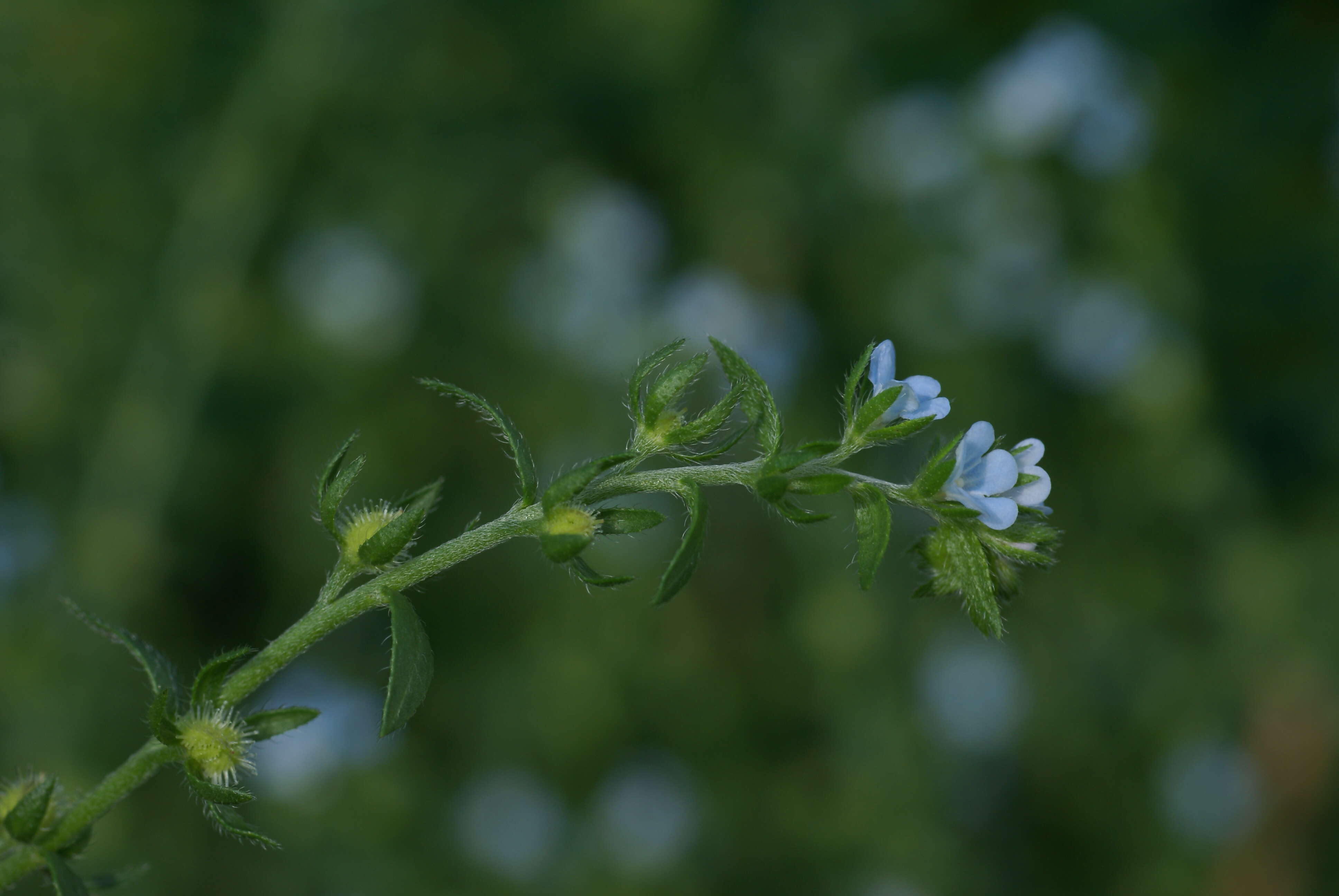 Image of European stickseed