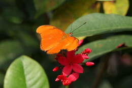 Image of Dryas