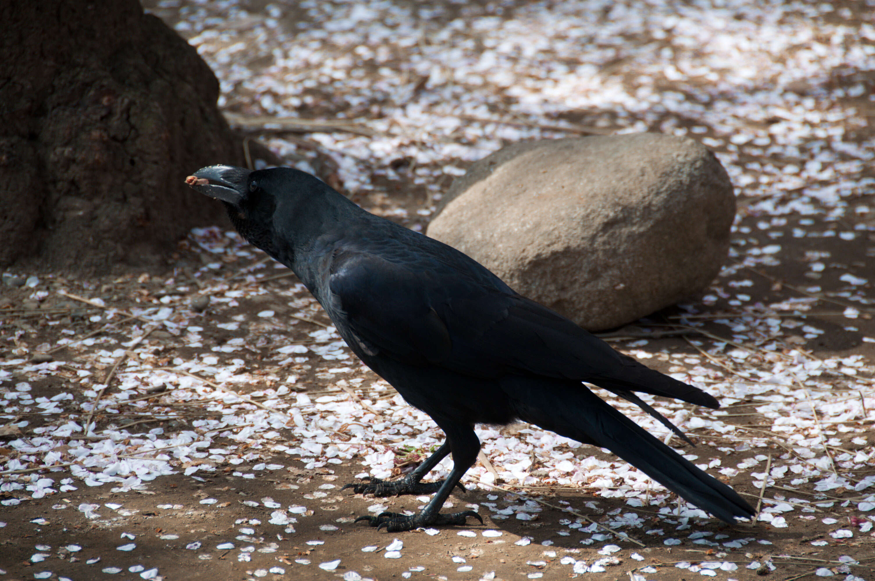 Image of Large-billed Crow