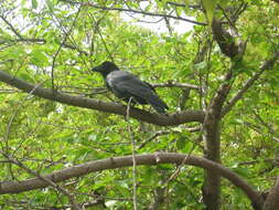 Image of Large-billed Crow