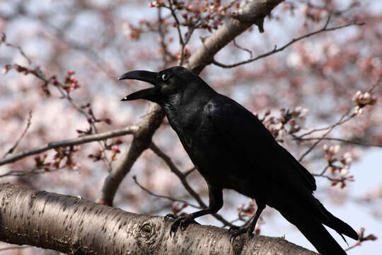 Image of Large-billed Crow