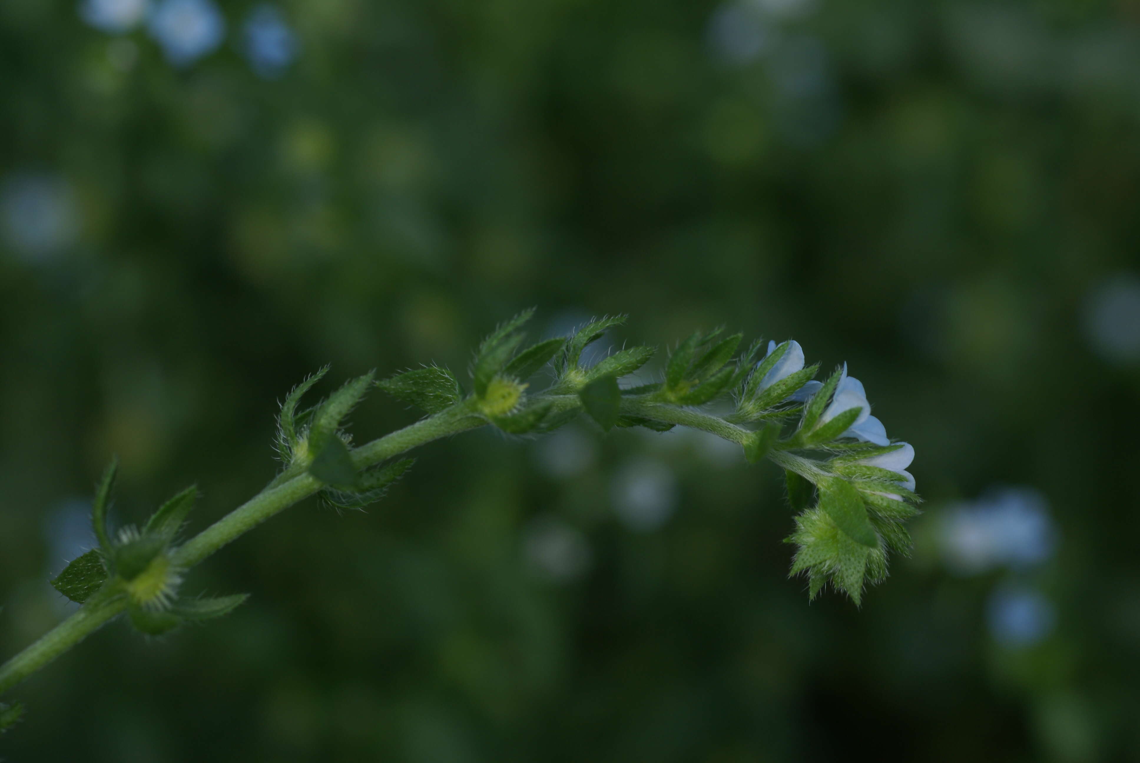 Image of European stickseed