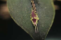 Image of Lepanthes tomentosa Luer