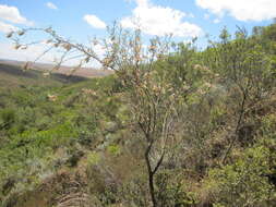 Image of Lessertia frutescens subsp. microphylla