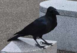 Image of Large-billed Crow