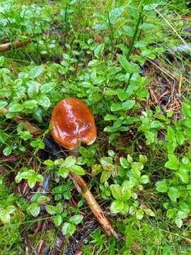 Image of Belted slimy cort