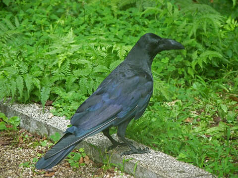 Image of Large-billed Crow