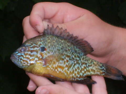 صورة Lepomis gibbosus (Linnaeus 1758)