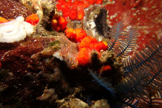 Image of Fiery nudibranch