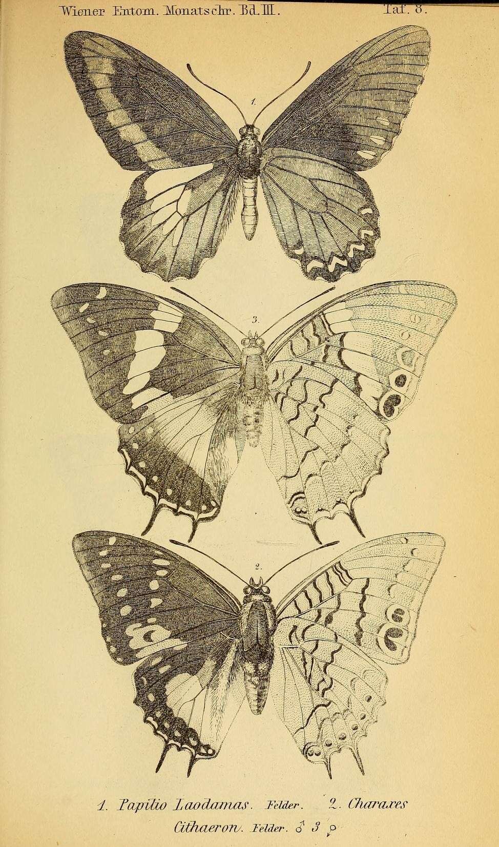 Imagem de Charaxes cithaeron Felder 1859