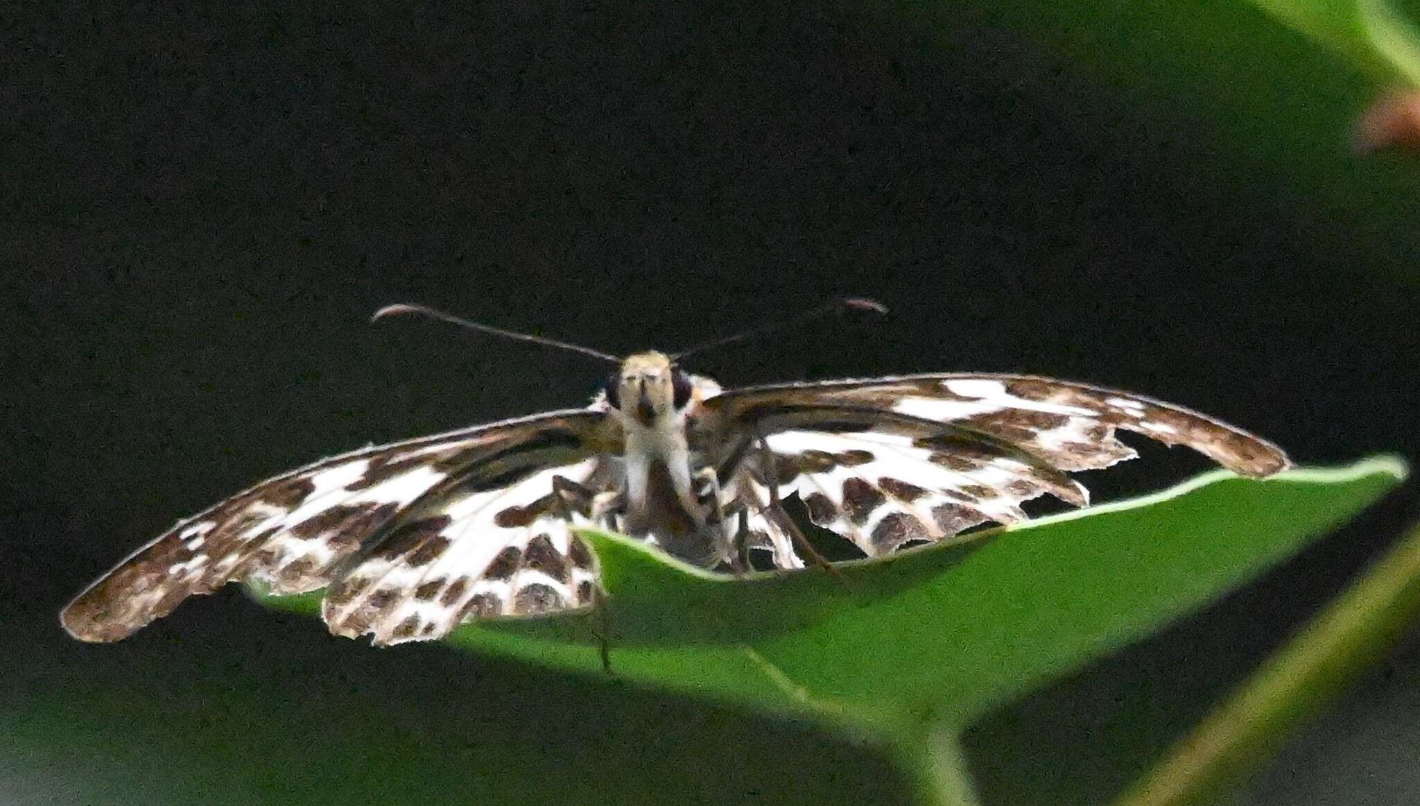 Image of Abraximorpha davidii Mabille 1876