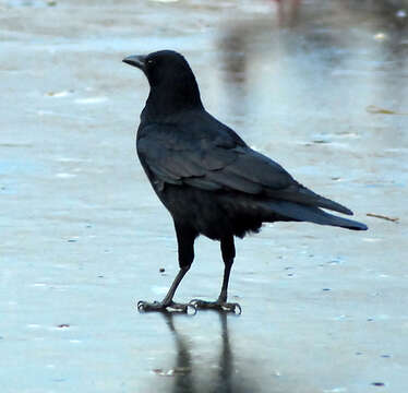 Image of Carrion Crow