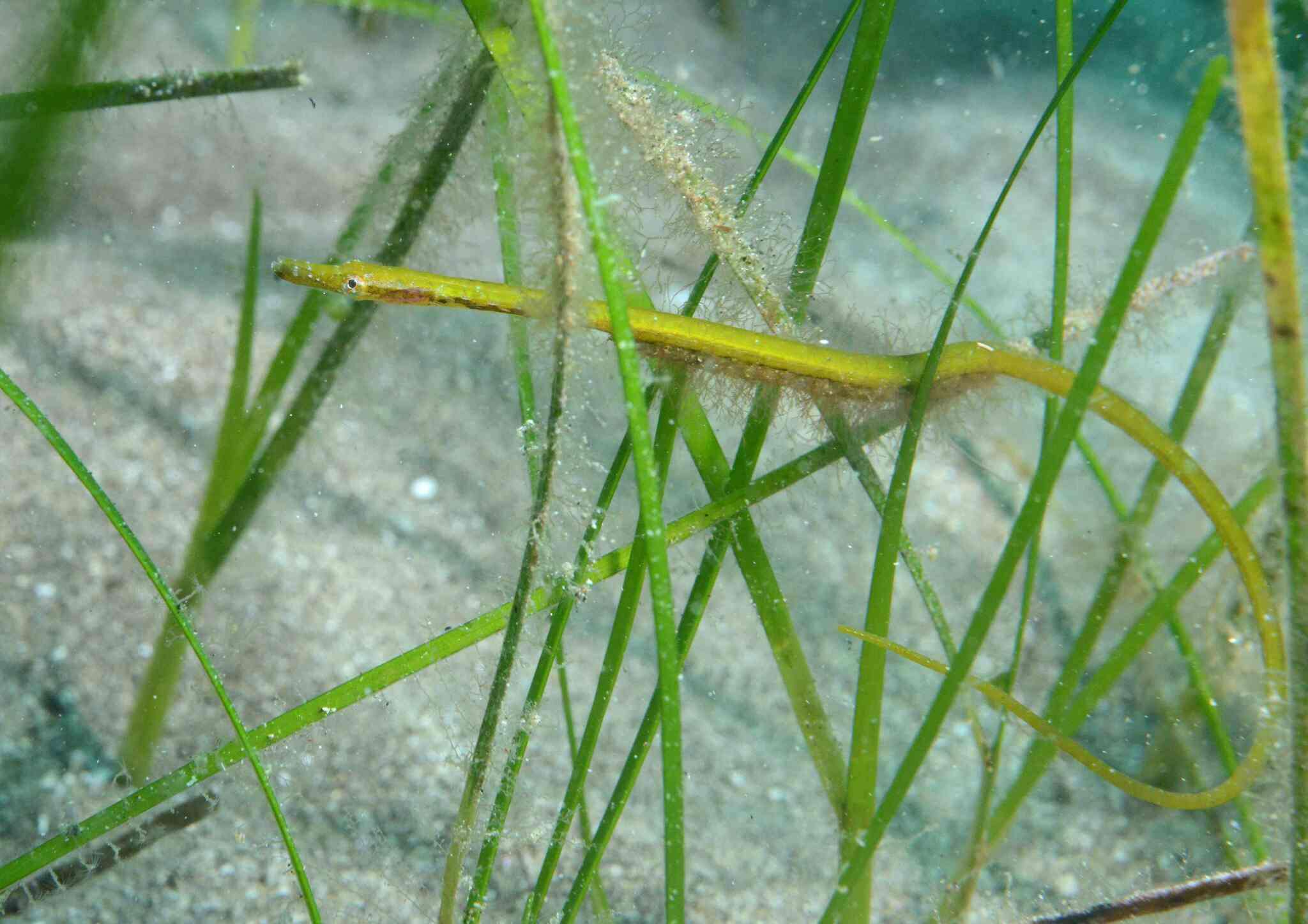 Image de Nérophis Ophidion