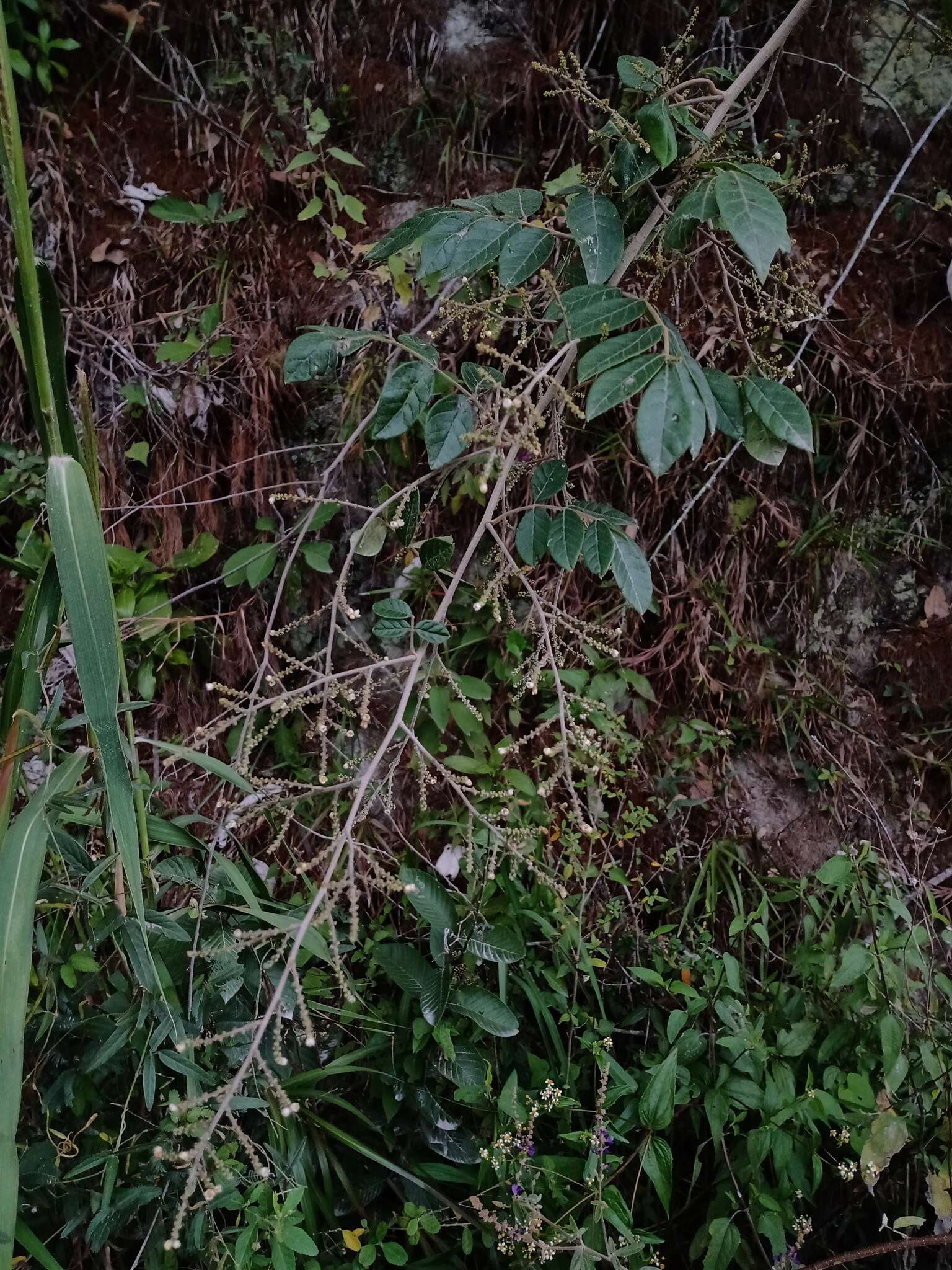 Image of Rhus terebinthifolia Schltdl. & Cham.