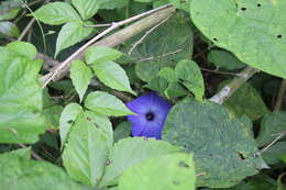 Image of Ipomoea ophiodes Standl. & Steyerm.