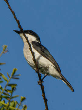 Image of Black-winged Flycatcher-shrike