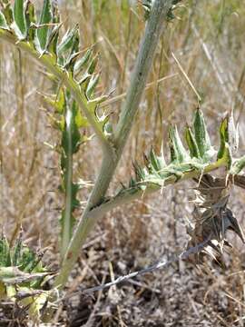 Image of wavyleaf thistle