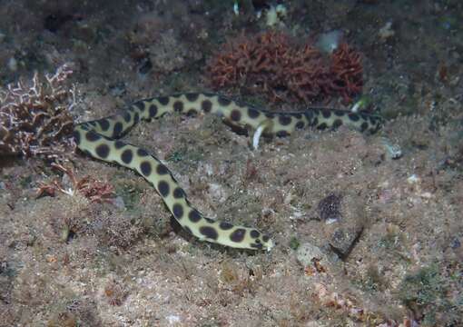 Image of Hawaiian spotted snake eel