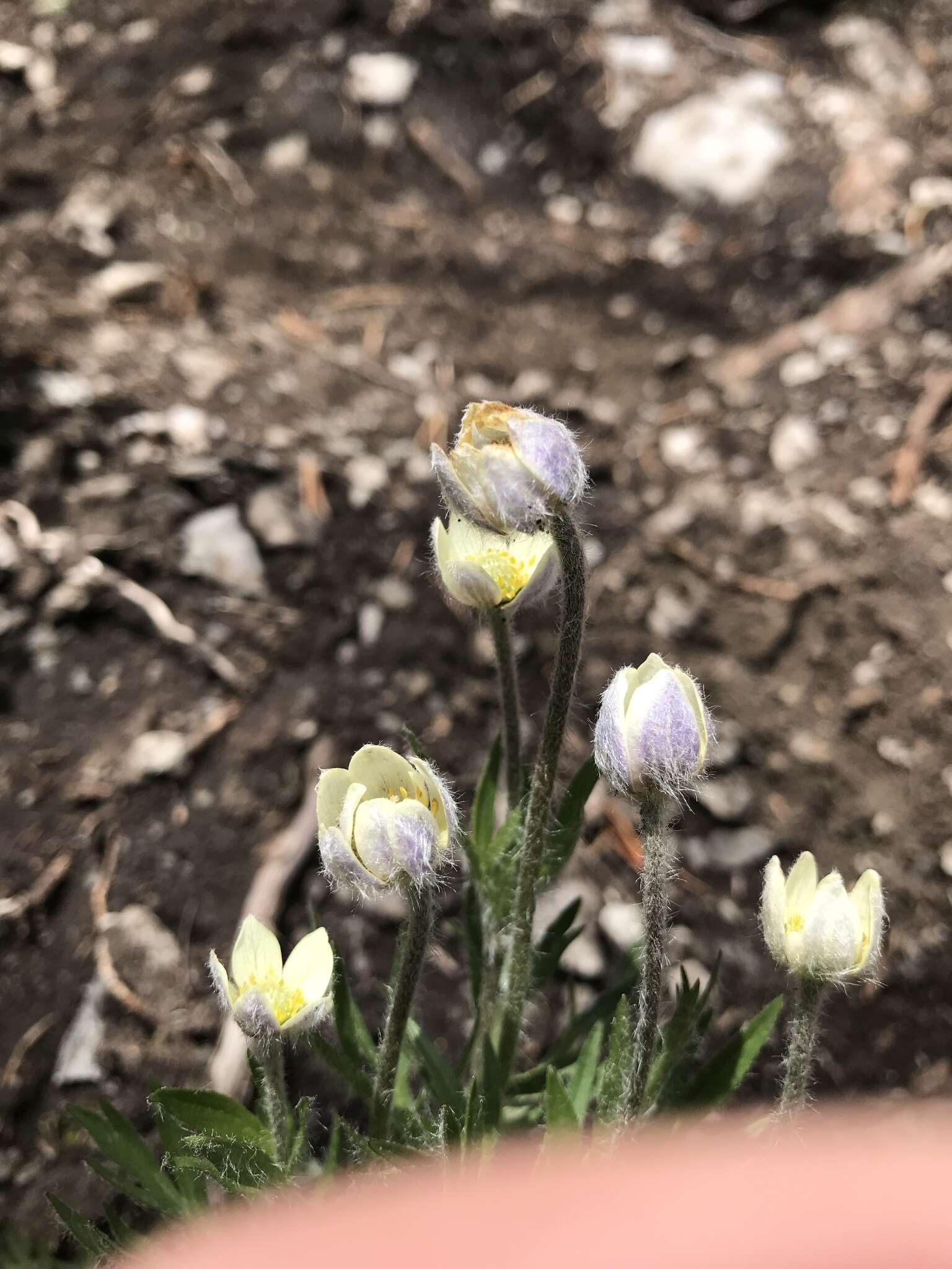 Anemone drummondii S. Wats. resmi