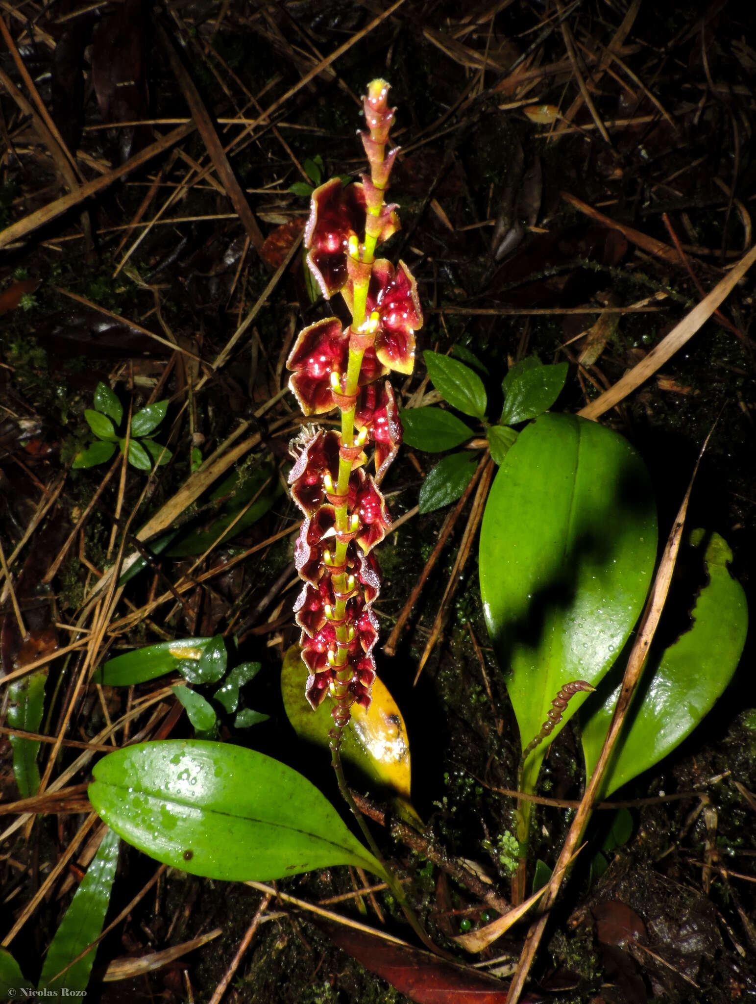 Stelis argentata Lindl.的圖片