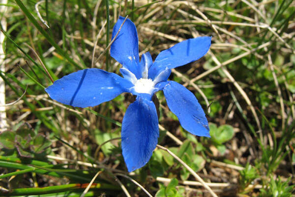 Plancia ëd Gentiana verna L.