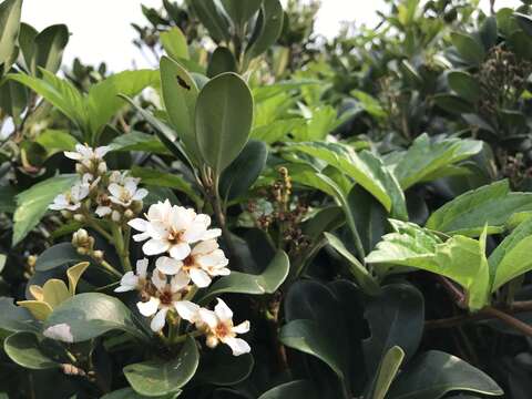 Sivun Rhaphiolepis indica var. umbellata (Thunb. ex Murray) H. Ohashi kuva