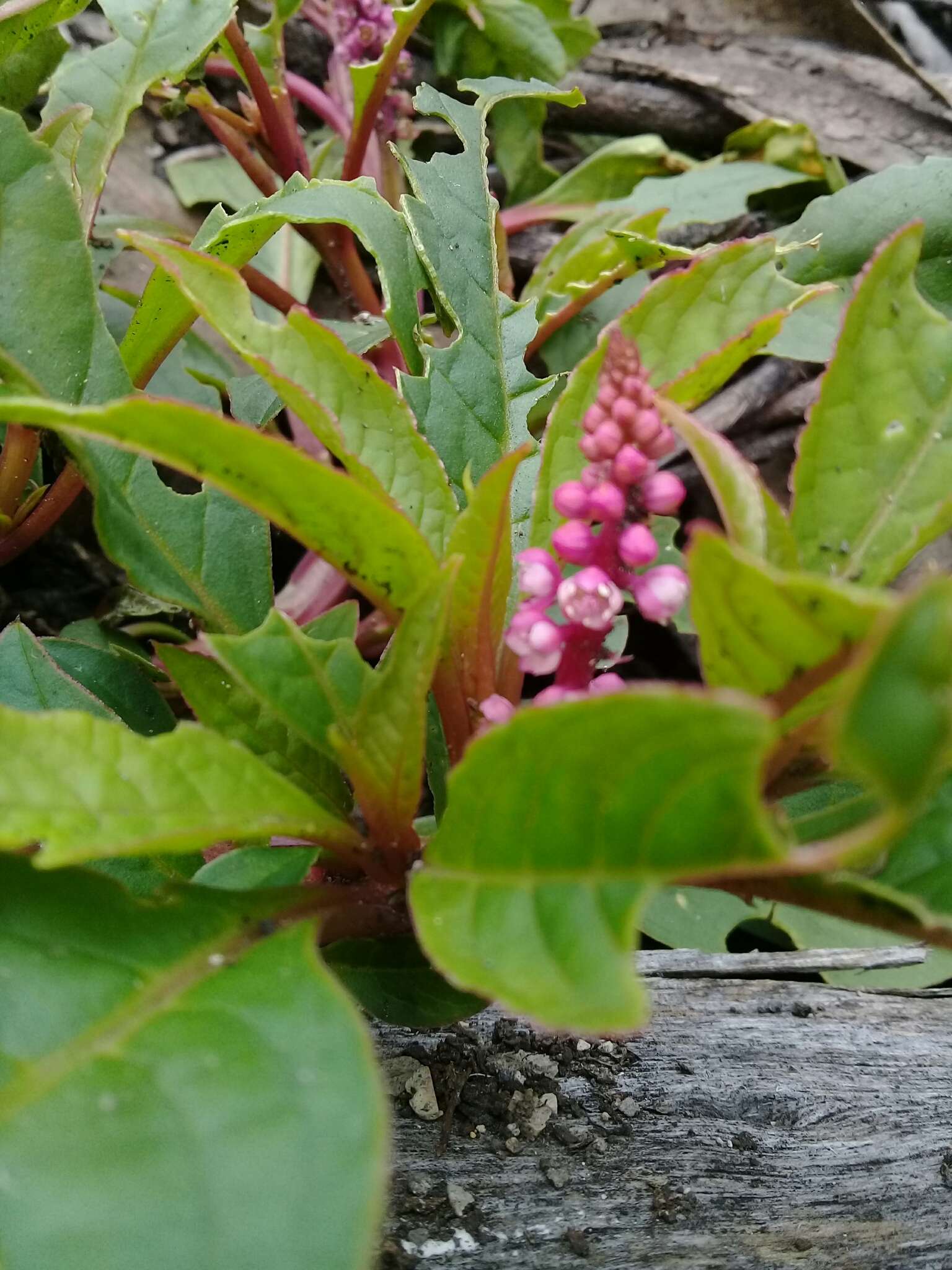 Imagem de Phytolacca bogotensis H B. & K.