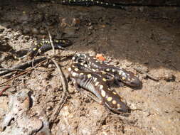 Слика од Ambystoma maculatum (Shaw 1802)