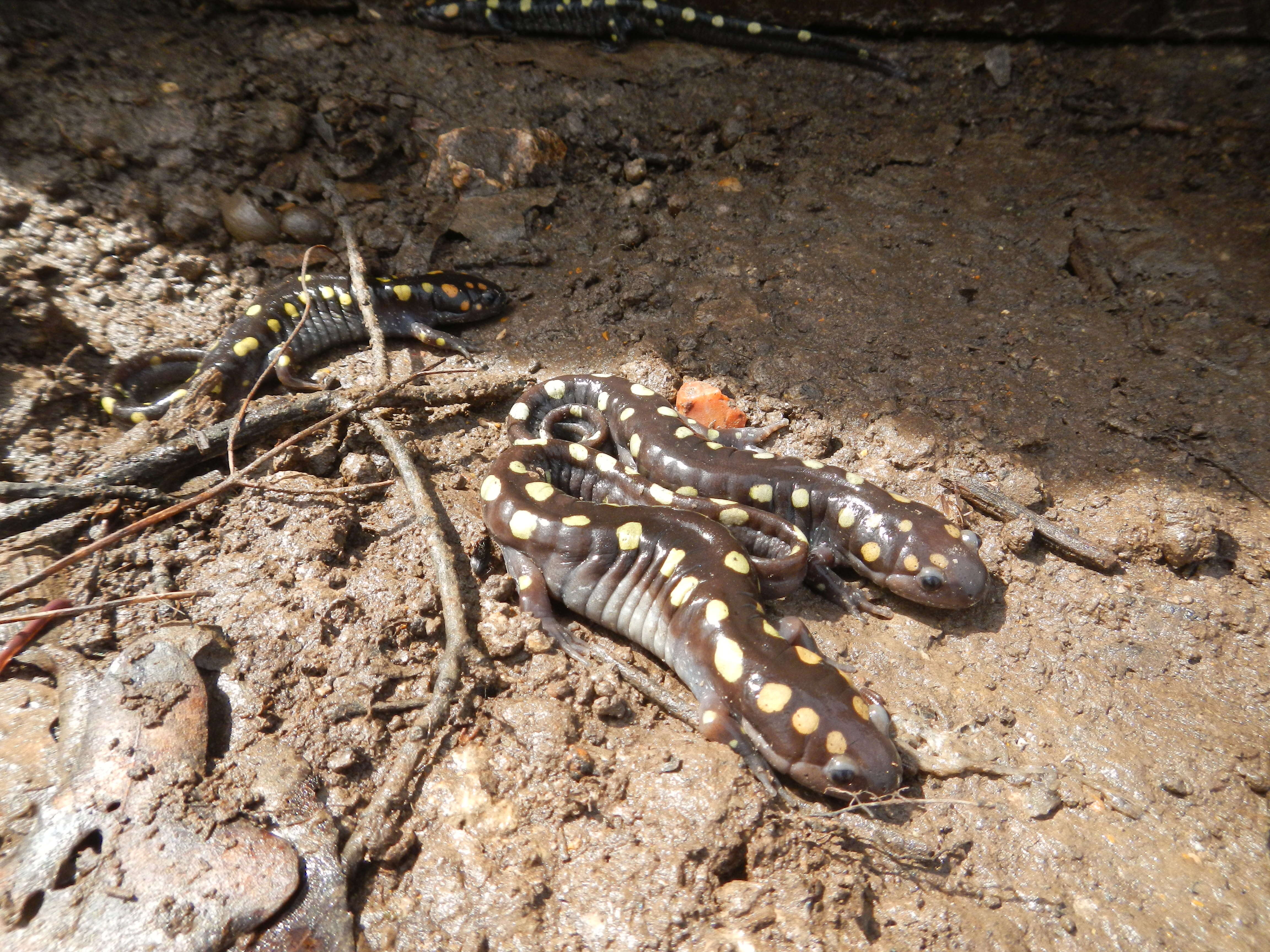 Слика од Ambystoma maculatum (Shaw 1802)