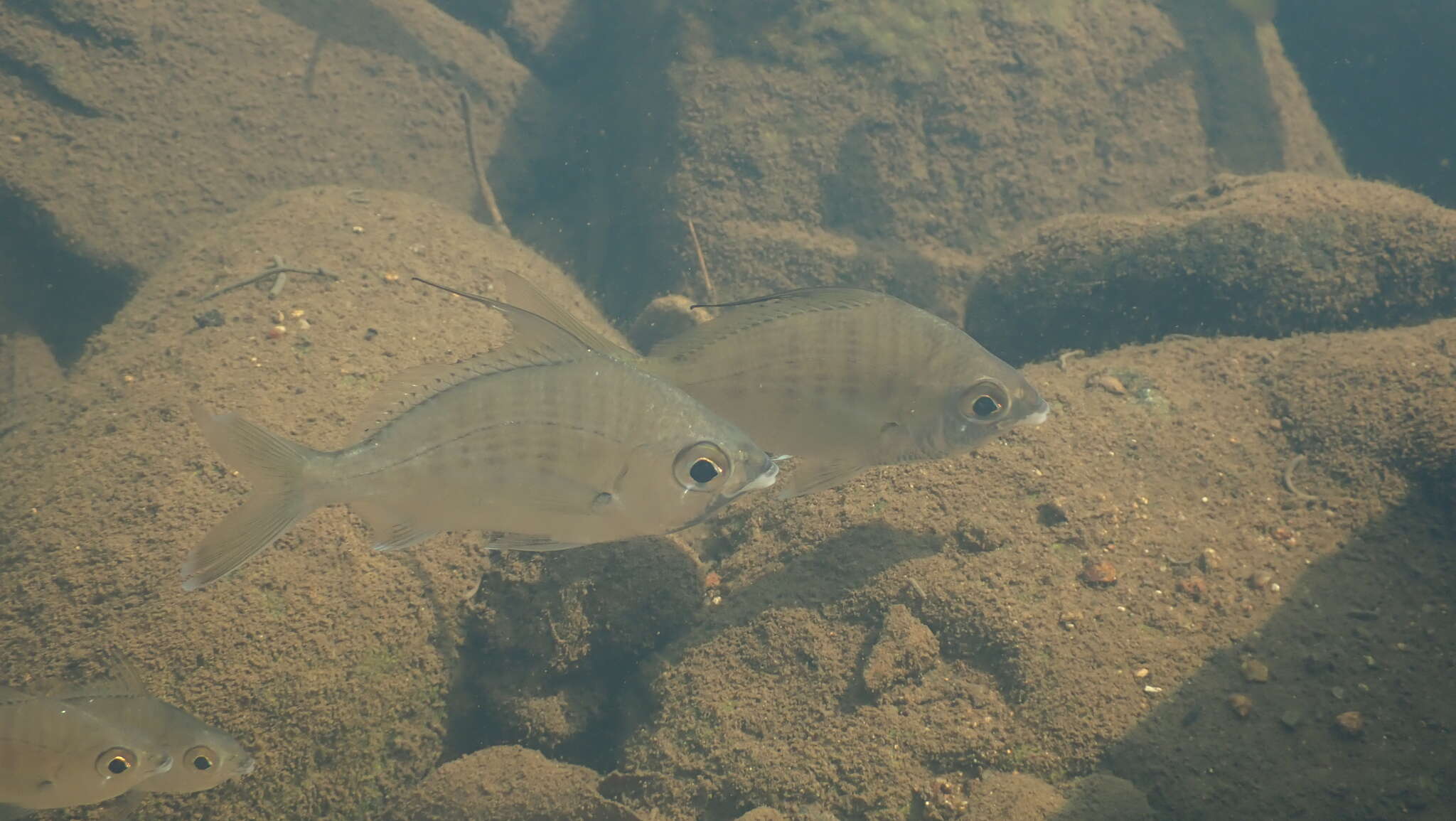 Image of Flagfin Mojarra