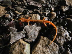 Image of Cave Salamander