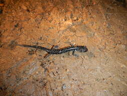 Image of Western Slimy Salamander