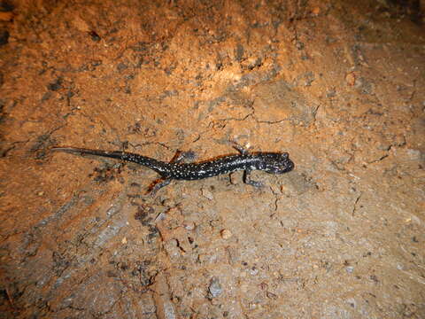 Image of Western Slimy Salamander