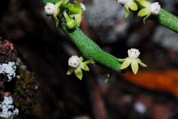 Imagem de Cynanchum gerrardii (Harvey) S. Liede