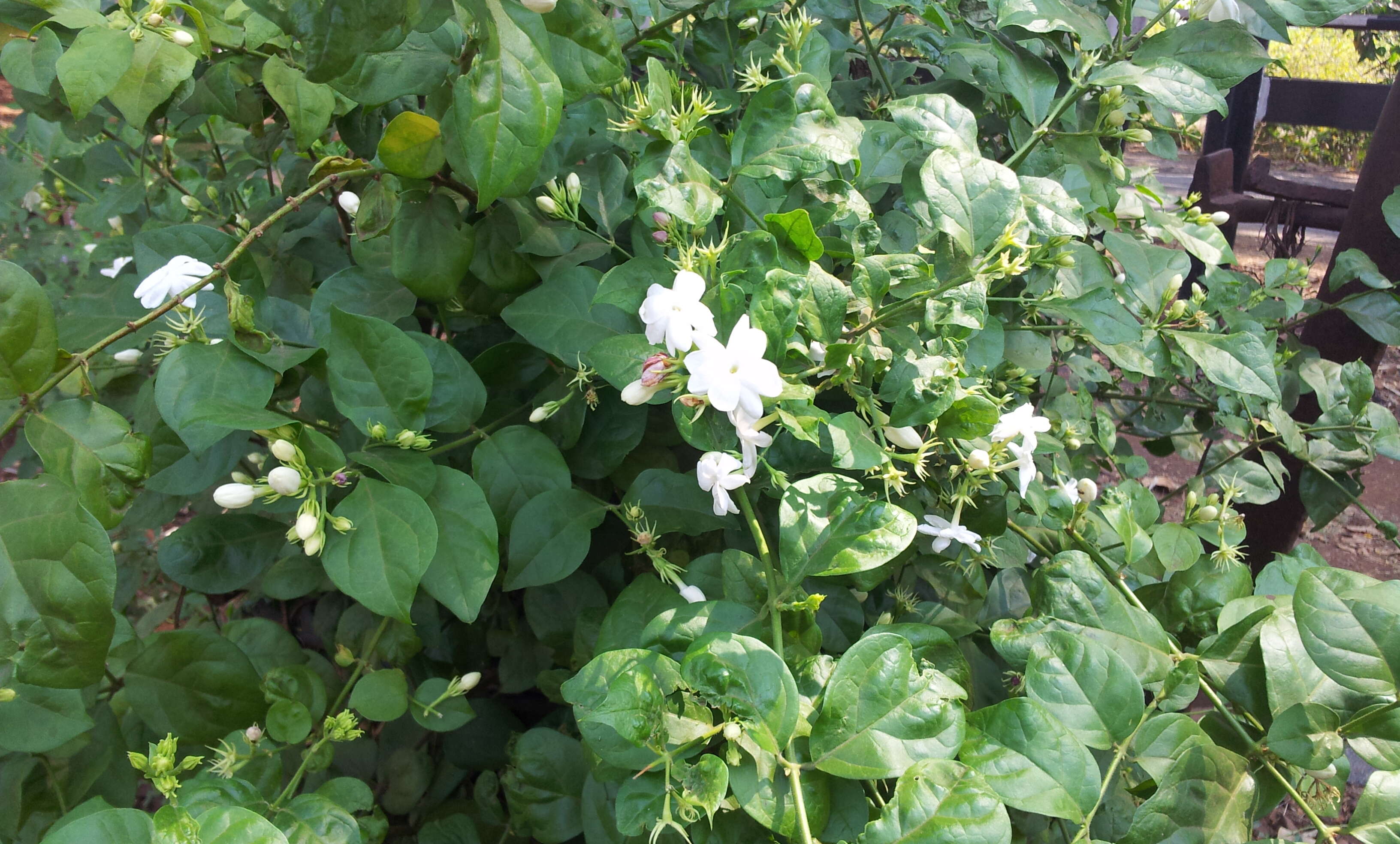 Image of Arabian jasmine