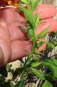 Plancia ëd Barleria prionitis subsp. delagoensis (Obermeyer) R. K. Brummitt & J. R. I. Wood