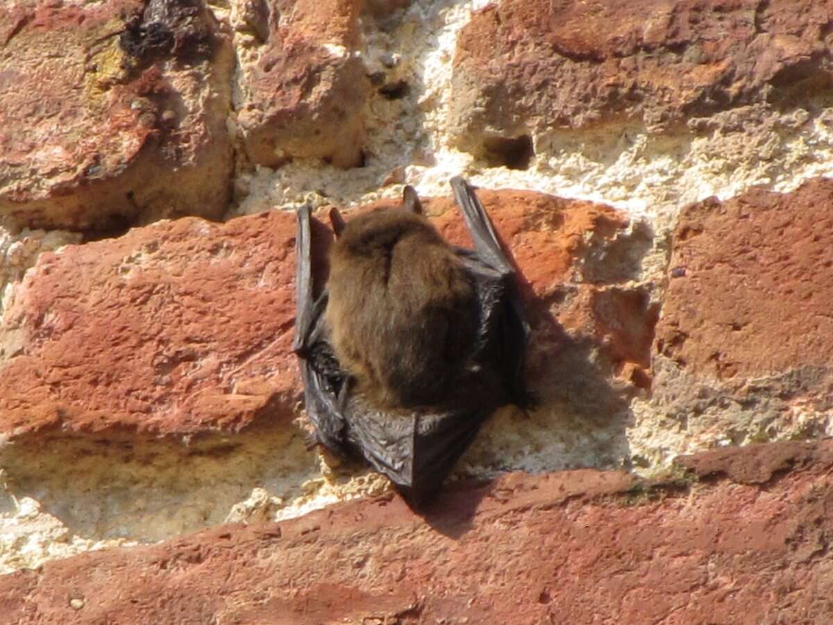 Image of pipistrelle, common pipistrelle