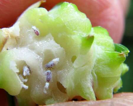 Image of Eastern Spruce Gall Adelgid