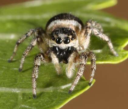 Image of Zebra spider