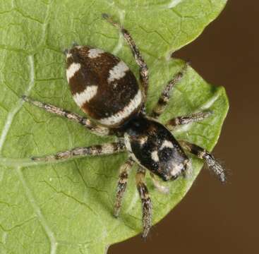 Image of Zebra spider