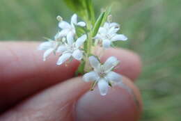 Image of Agathosma acutissima Dümmer