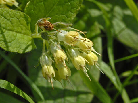 Plancia ëd Symphytum bulbosum C. Schimper