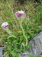 Image of alpine fleabane